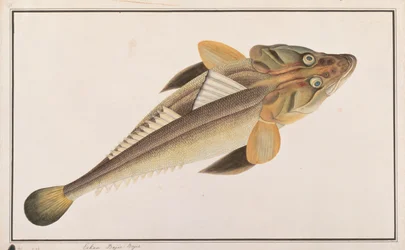 Pesce piatto, da Disegni di pesci di Malacca, c.1805-18